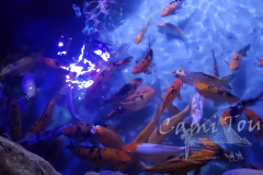 Grand-akvarium-Cami-Tour