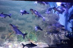 Grand-akvarium-v-Hurgade-Cami-Tour