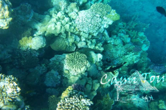 raisskiy_ostrov_korallovuy_rif