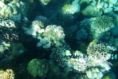 raisskiy_ostrov_korally