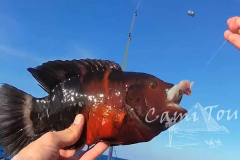 fishing_red_sea_egypt