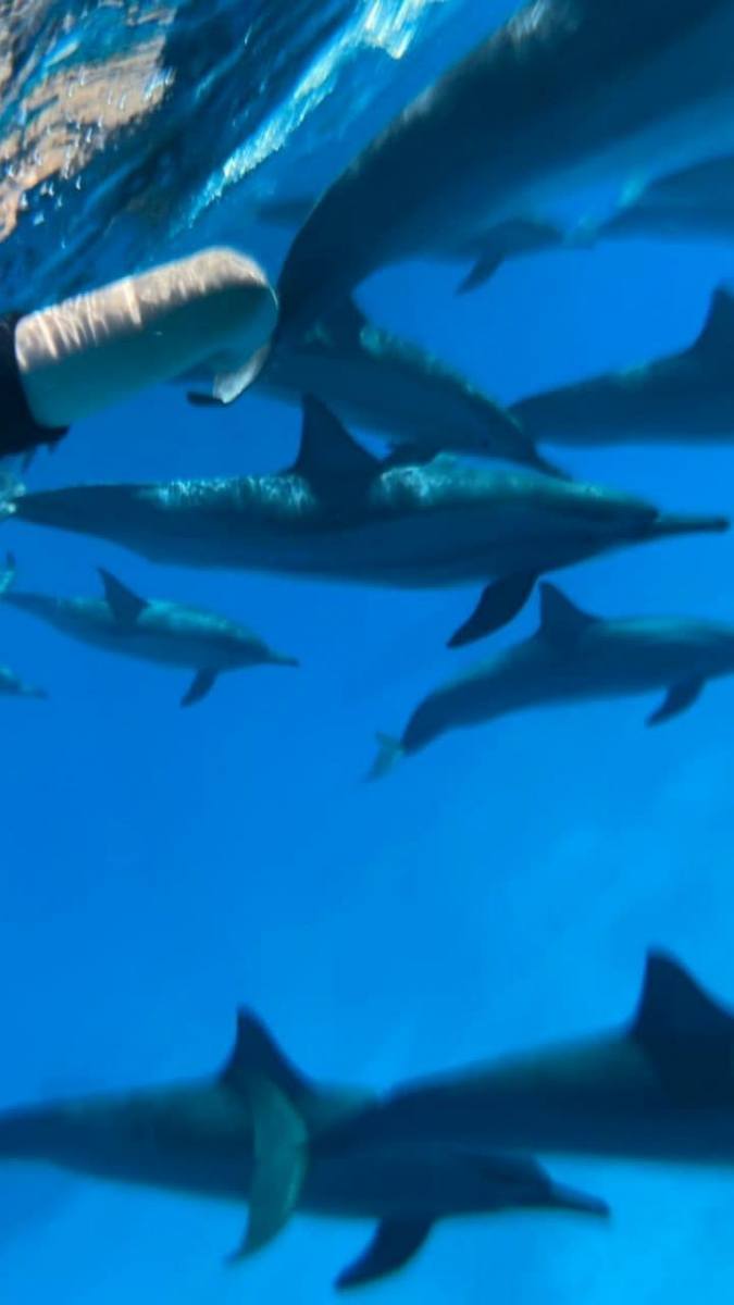 snorkeling-with-dolphins-in-Egypt-cami-tour