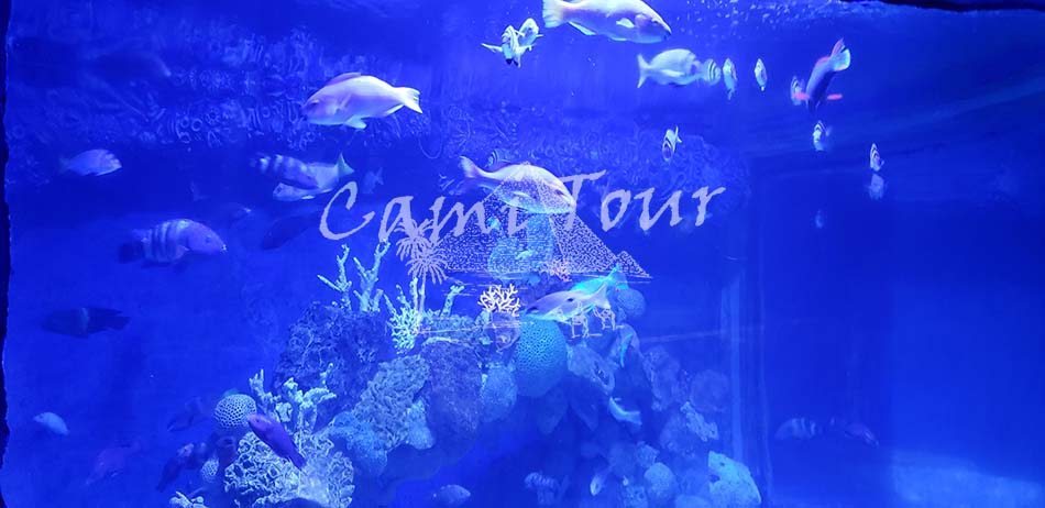 fish_grand_akvarium