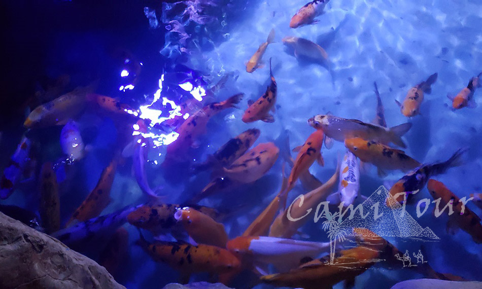 Гранд аквариум Хургада, экскурсия от Сами Тур