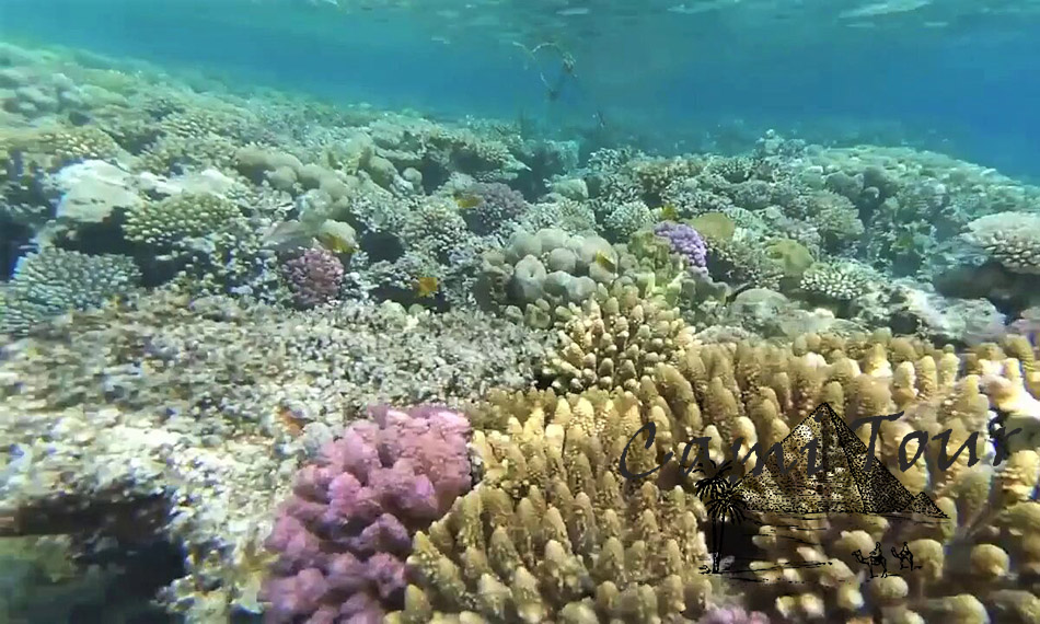 Кораллы. Остров Утопия