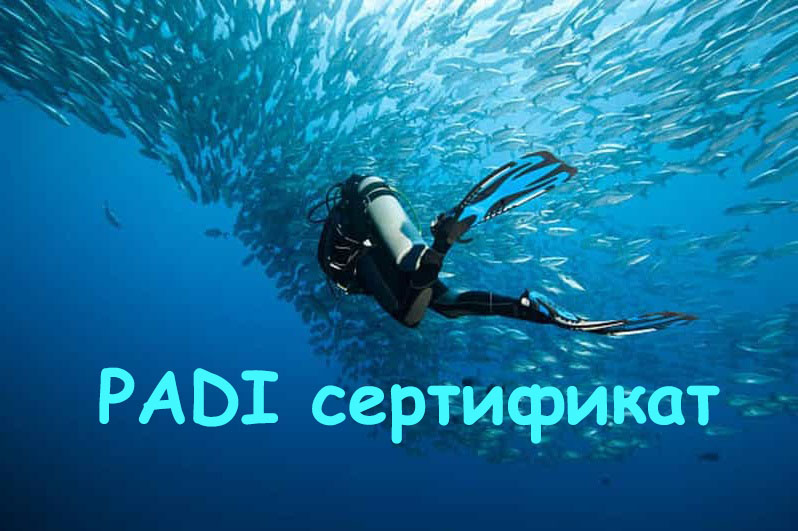 Курсы дайвинга Padi в Хургаде с сертификатом